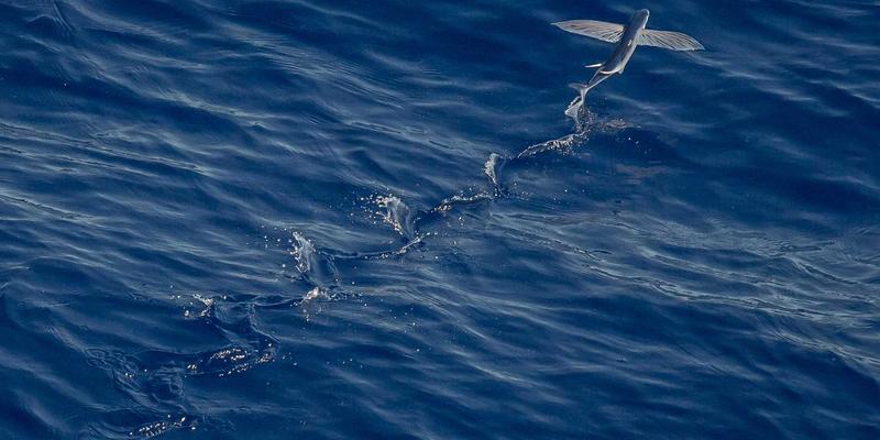 皮斯科侍酒温度大解密:从零下冰点到室温,秘鲁国酒的香气与口感如何上演感官戏剧?