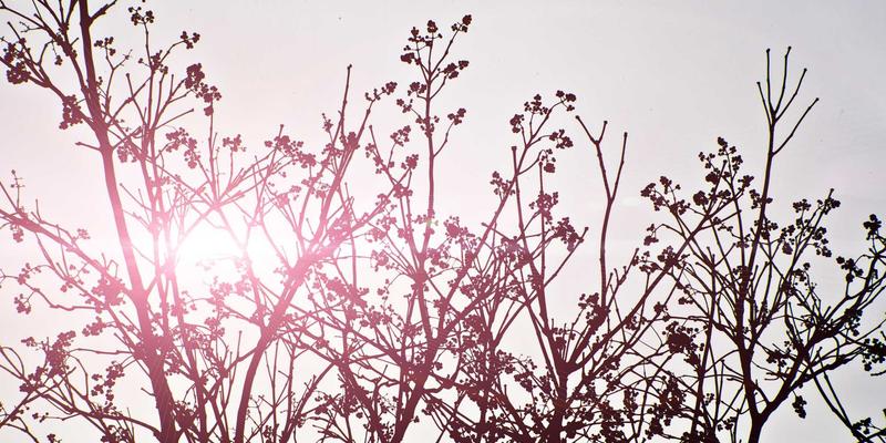 皮斯科怎么用？解锁秘鲁国酒的5种创意饮用方式与调酒艺术